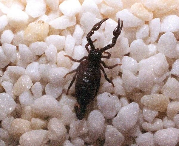 A baby scorpion in July 1994