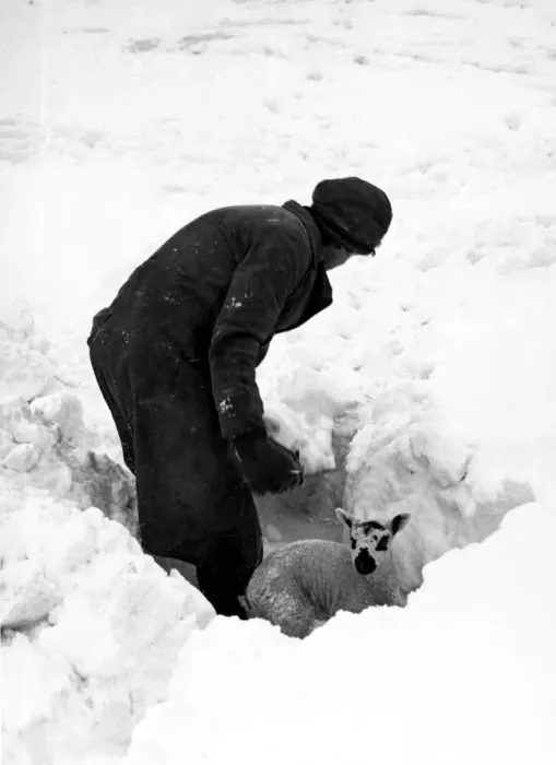 Framed Print : A baby sheep caught in a bank of snow is dug out and rescued Framed Print : A baby sheep caught in a bank of snow is dug out and rescued