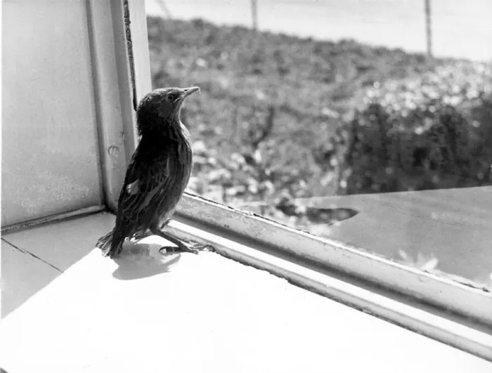 Framed Print : Baby Starling gets its first view of the outside world. 26th May 1961 P044308 Framed Print : Baby Starling gets its first view of the outside world. 26th May 1961 P044308