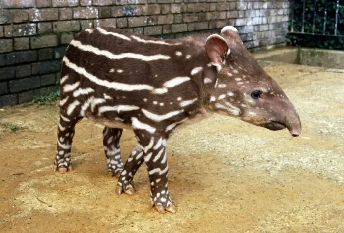 Framed Print : Baby Tapir at London Zoo September 1984 A©Mirrorpix Framed Print : Baby Tapir at London Zoo September 1984 A©Mirrorpix