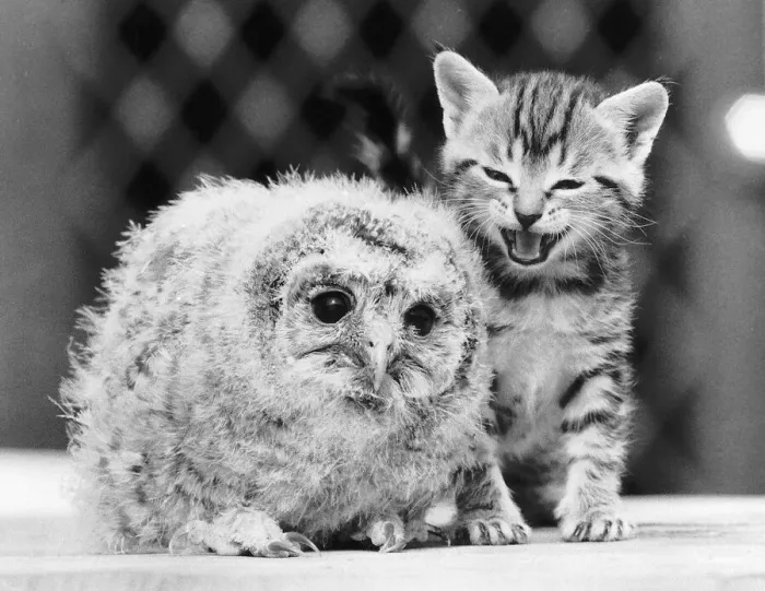 Framed Print : The baby tawny owl has lost his mother and was brought into the Surrey Bird Rescue Framed Print : The baby tawny owl has lost his mother and was brought into the Surrey Bird Rescue