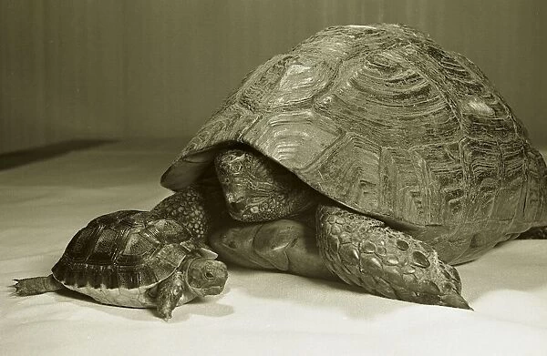 Baby Tortoises seen here with her mother. Circa 1971 Rev 3729