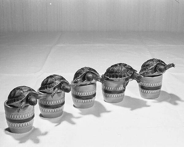 Baby Tortoises seen here standing in egg cups. Circa 1971 Rev 3729