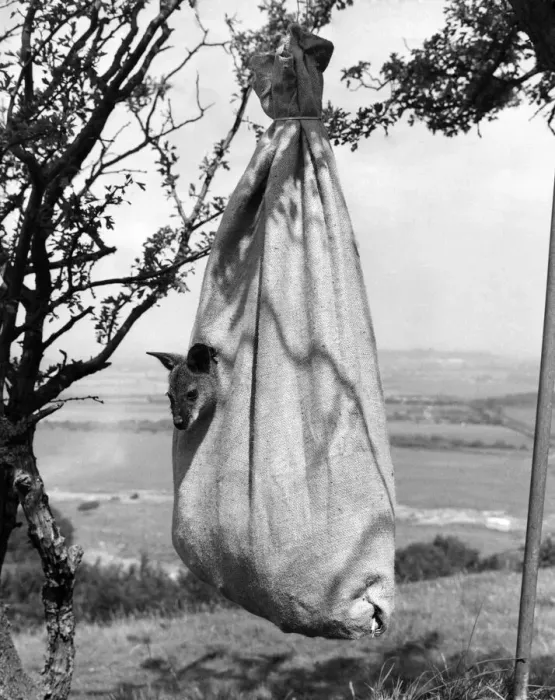 Framed Print : A baby wallaby taking time off from mothers pouch in a strung up sack of litter