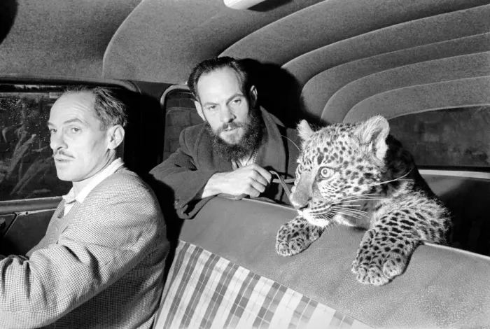 Framed Print : Backseat Driver: Leopard in the backseat makes the driver a little nervous at Remar Zoo
