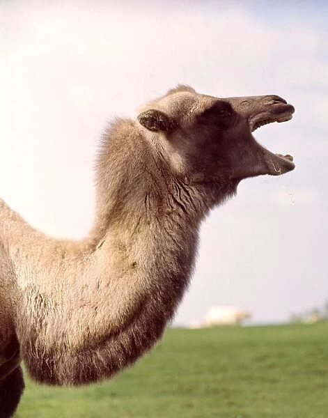 A bactrian camel at Whipsnade Zoo March 1966