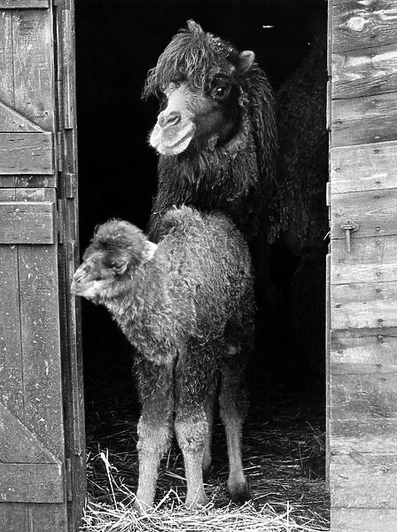 Bactrian camel and young at Whipsnade Zoo. Circa 1969 P007490