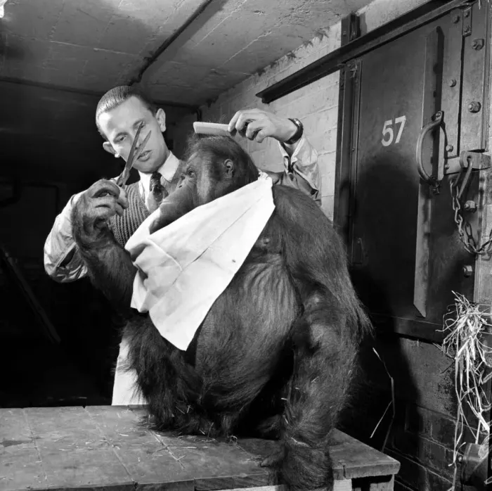 Framed Print : Bad hair day. Orangutan seen here at the hairdressers. March 1953 D1219-002 Framed Print : Bad hair day. Orangutan seen here at the hairdressers. March 1953 D1219-002