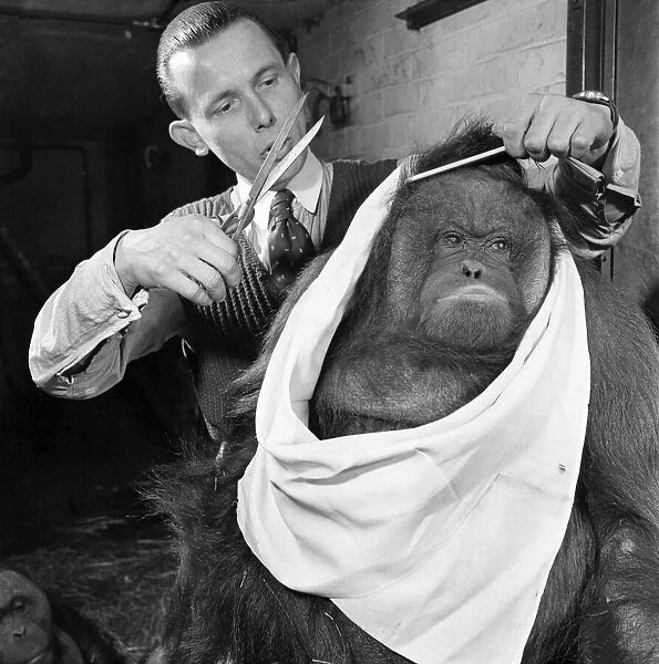 Bad hair day. Orangutan seen here at the hairdressers. March 1953 D1219-001