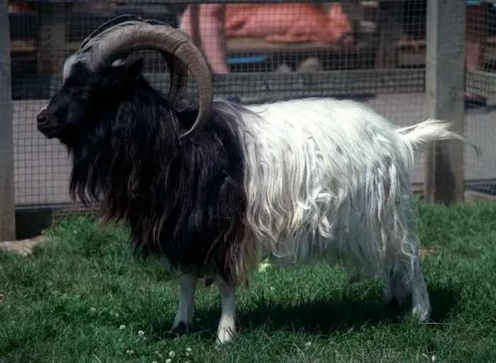 Framed Print : Bagot Goat Ram rare breed at Aldenham Country Park July 1996