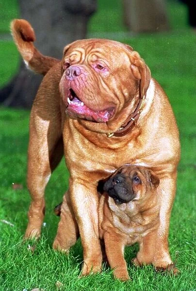 BAILEY A DOGUE DE BORDEAUX WITH RUGBY