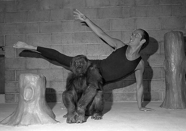 Ballet of the Apes Diana the gorilla is not moved by kepper Mike Colbourne dancing