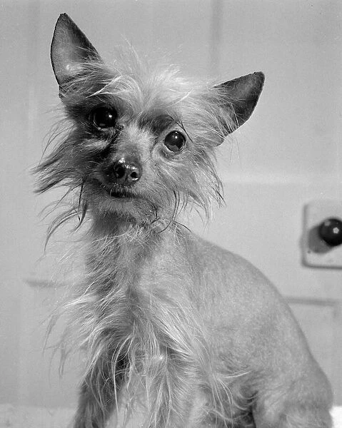 Bambi, a Chinese Crested Bitch belongs to Mr Harry Clare who bought this dog in Petticoat