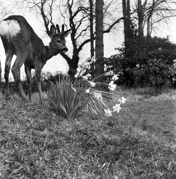 Bambi the deer adopted by birmingham FC. March 1953 D1411-001