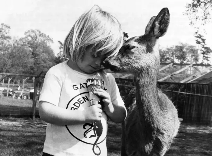 Framed Print : Bambi the deer and little girl Samantha. July 1977 P011901