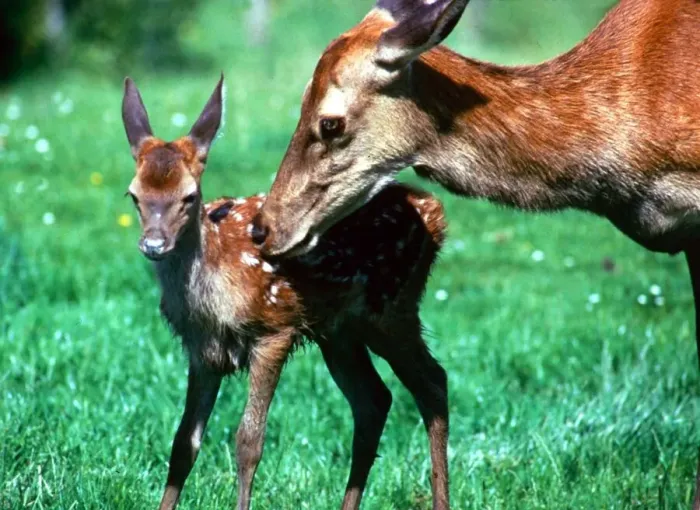 Framed Print : Bambi the hand-reared deer with her baby fawn North Devon Farm July 1985 Framed Print : Bambi the hand-reared deer with her baby fawn North Devon Farm July 1985