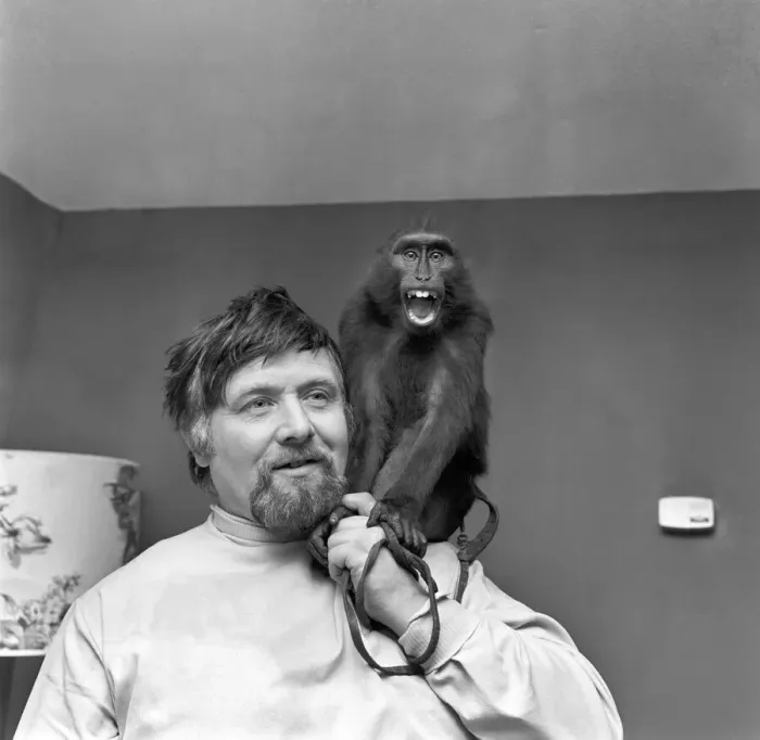 Framed Print : Bandleader and rugby supporter Ernest Baker with cheeky Abyssinian mountain ape on his Framed Print : Bandleader and rugby supporter Ernest Baker with cheeky Abyssinian mountain ape on his