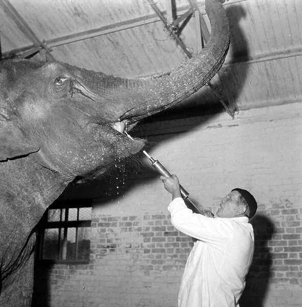Barbara the seven year old Indian elephant has a mouthful from a syringe administered by