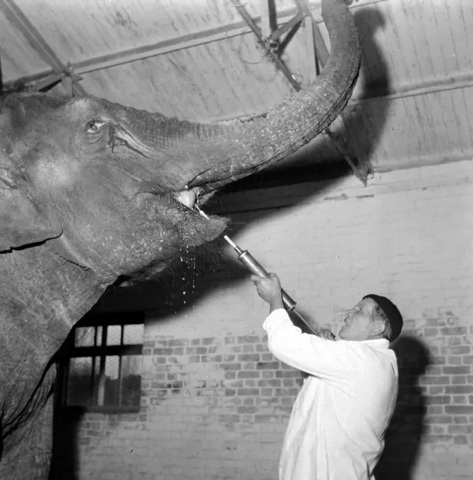 Framed Print : Barbara the seven year old Indian elephant has a mouthful from a syringe administered by