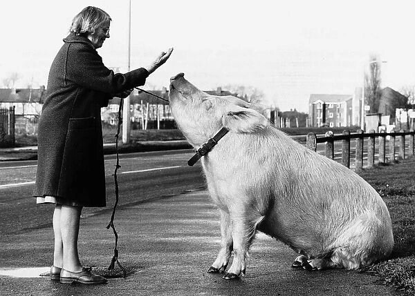 Barbara Woodhouse uses her animal expertise to command a 22 stone pig, 16th January 1981