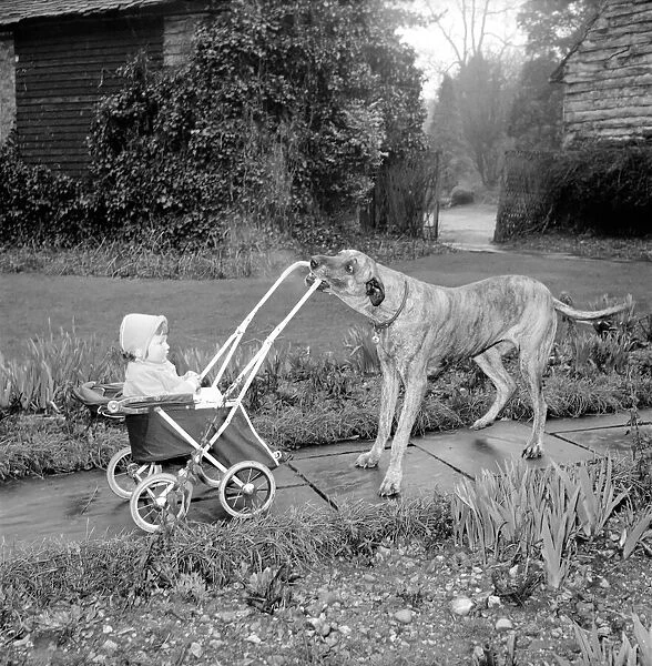 Barbara Woodhouses Great Dane dog seen here pushing Pram. Circa 1954