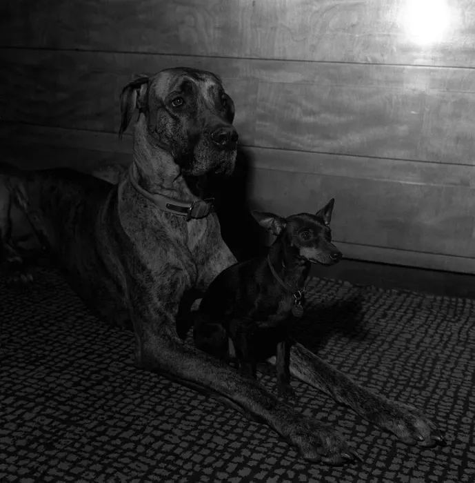 Framed Print : BARBARA WOODHOUSEs GREAT DANE -JUNIA- 1964 Y2K