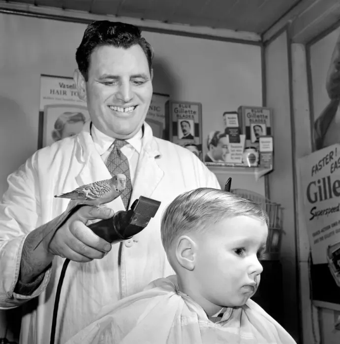 Framed Print : Barber Shop Humour: Mr. Jim Reid with Billy the Budgie seen here at the barber shop Framed Print : Barber Shop Humour: Mr. Jim Reid with Billy the Budgie seen here at the barber shop