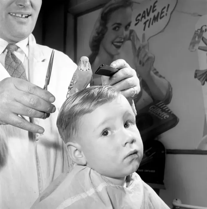 Framed Print : Barber Shop Humour: Mr. Jim Reid with Billy the Budgie seen here at the barber shop