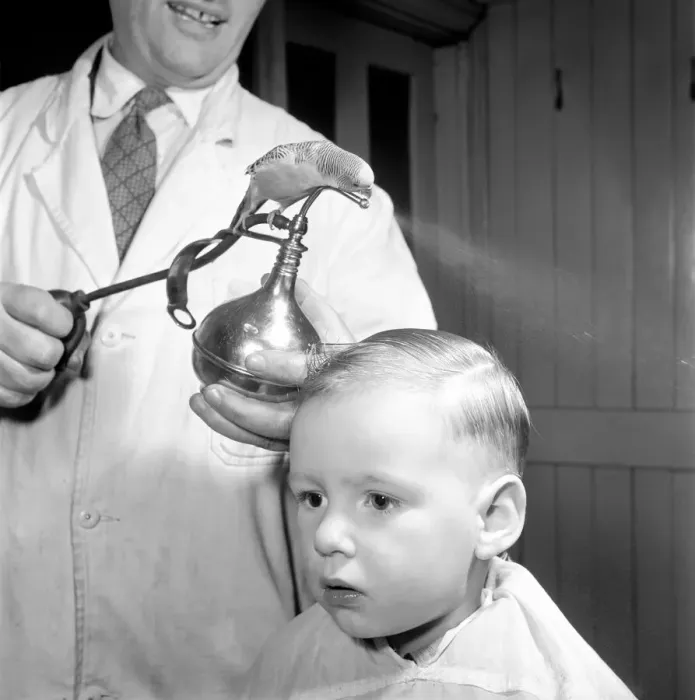 Framed Print : Barber Shop Humour: Mr. Jim Reid with Billy the Budgie seen here at the barber shop
