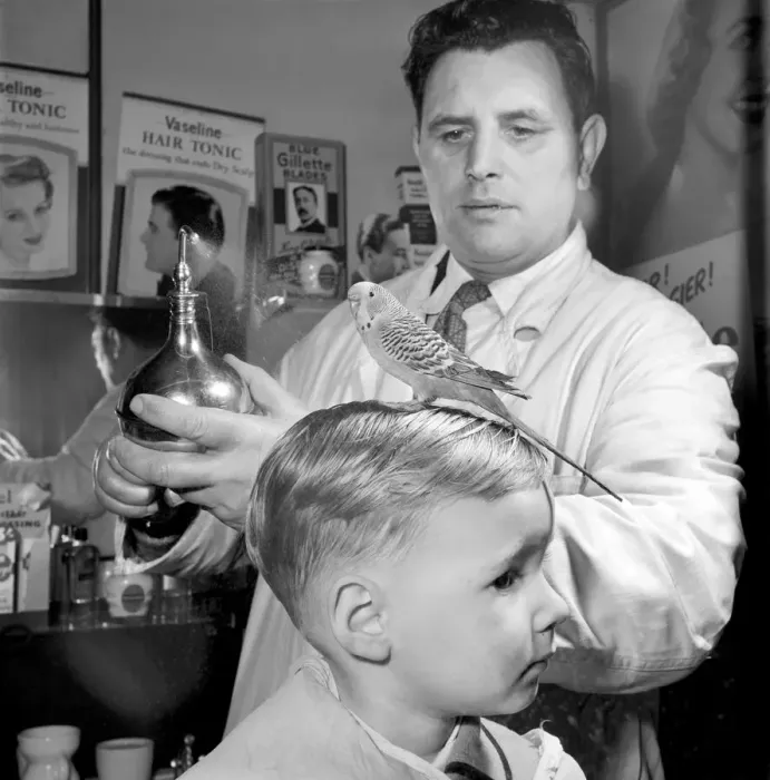 Framed Print : Barber Shop Humour: Mr. Jim Reid with Billy the Budgie seen here at the barber shop