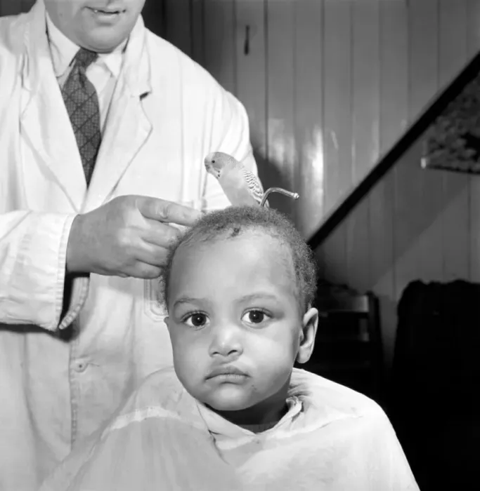 Framed Print : Barber Shop Humour: Mr. Jim Reid with Billy the Budgie seen here at the barber shop