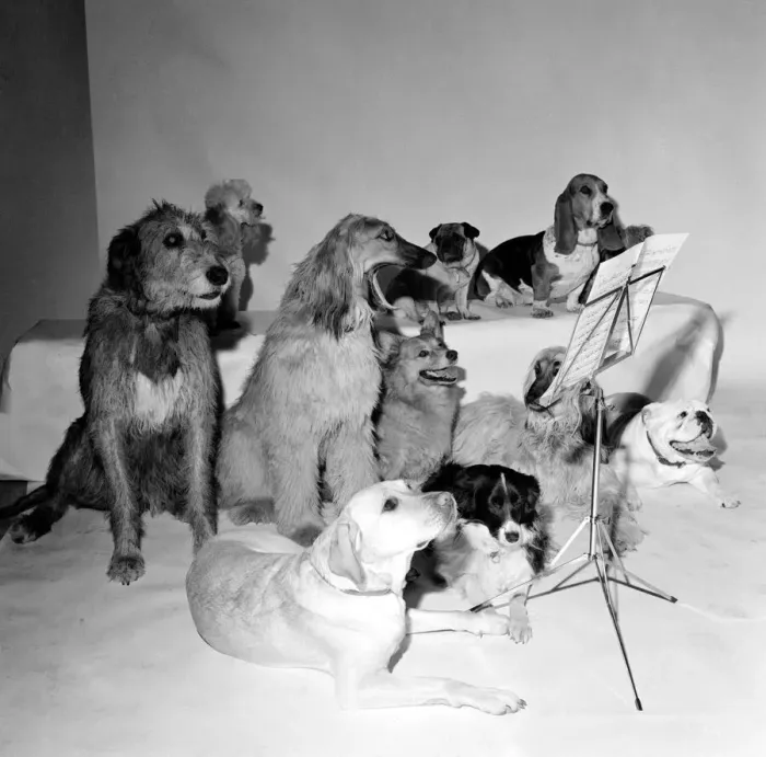 Framed Print : The Barking and Houndsditch Choral Society A new record is being released called Framed Print : The Barking and Houndsditch Choral Society A new record is being released called