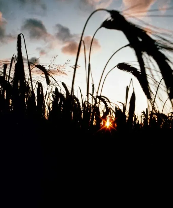 Framed Print : Barley used in the production of Whisky ready for harvesting Framed Print : Barley used in the production of Whisky ready for harvesting