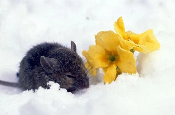 Barn mouse foraging during a late spring snowfall in Cheshire. April 1978
