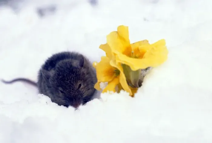 Framed Print : Barn mouse foraging during a late spring snowfall in Cheshire. April 1978