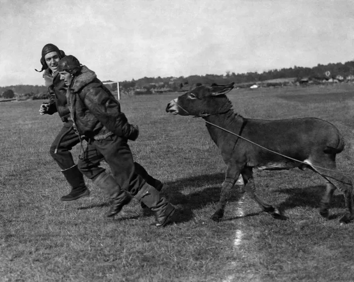 Framed Print : Barney the donkey who is number one member of The allied forces mascot club