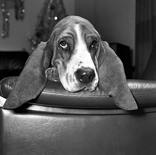 Basset Hound. 'Maggie May'with a xmas holiday Hangover. December 1975