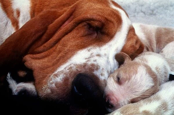 A Bassett Hound dog sleeping with her puppies December 1995
