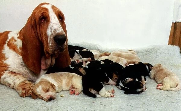 Bassett Hound with her Puppies December 1995
