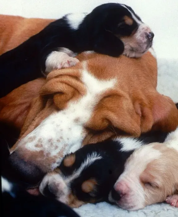 Framed Print : Bassett Hound with Pups Puppies - December 1995 sleeping ecard05