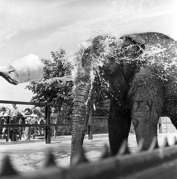 Bath Time For Marjorie The Elephant: Straight between the eyes and loving it