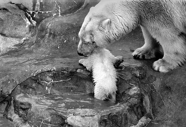 Bath time for the four month old polar bear cub Jamie at Bristol Zoo