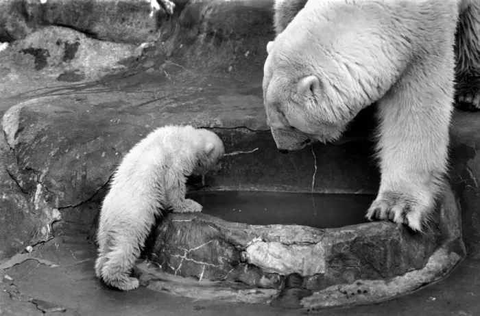 Framed Print : Bath time for the four month old polar bear cub Jamie at Bristol Zoo Framed Print : Bath time for the four month old polar bear cub Jamie at Bristol Zoo