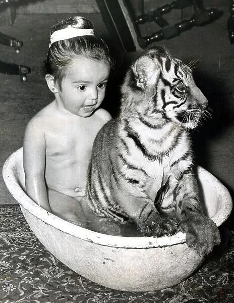 Bath time is play time for 3 year old Sally Anne Duggan - her pet tigers Sari Dahlia