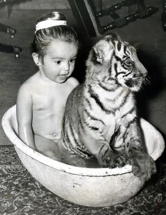 Framed Print : Bath time is play time for 3 year old Sally Anne Duggan - her pet tigers Sari Dahlia