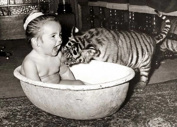 Bath time! This tiger cub helps bathe his little friend