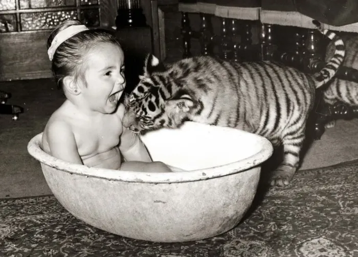 Framed Print : Bath time! This tiger cub helps bathe his little friend Framed Print : Bath time! This tiger cub helps bathe his little friend