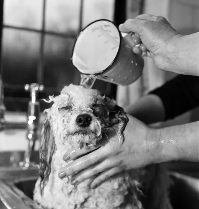 Framed Print : Bathnight for Tommy the miniature poodle is something of an endurance test Framed Print : Bathnight for Tommy the miniature poodle is something of an endurance test