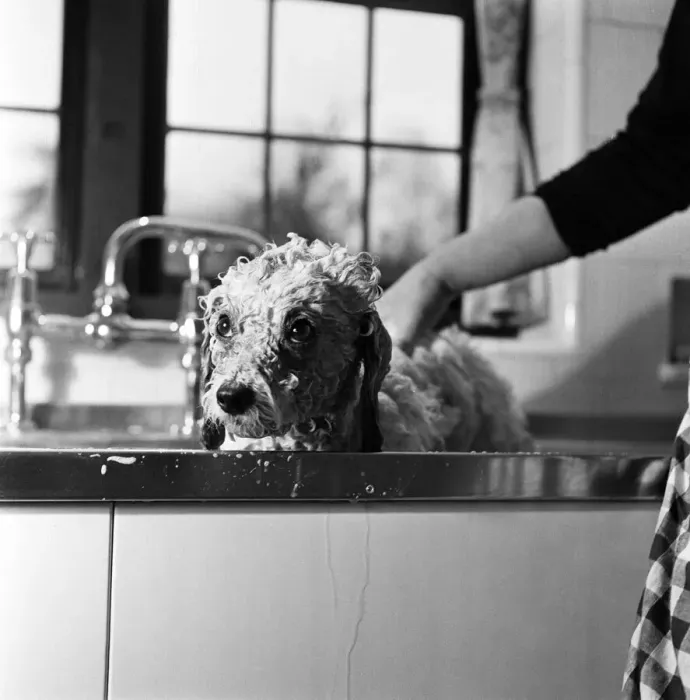 Framed Print : Bathnight for Tommy the miniature poodle is something of an endurance test Framed Print : Bathnight for Tommy the miniature poodle is something of an endurance test