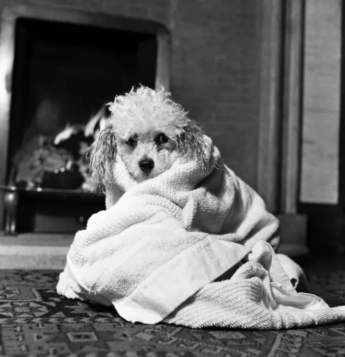 Framed Print : Bathnight for Tommy the miniature poodle is something of an endurance test Framed Print : Bathnight for Tommy the miniature poodle is something of an endurance test